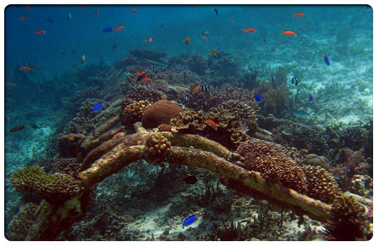 Biorock coral